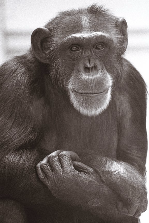 Lucy the chimpanzee