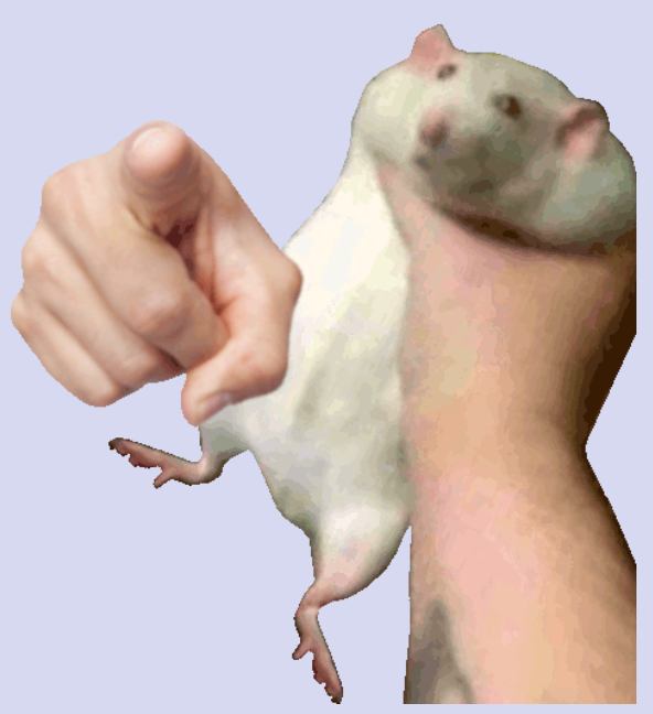 Portrait of hand-rat-ea10805c